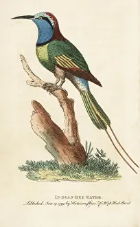 Merops: Indian bee eater, Merops orientalis