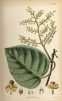 Homeopathy: Indian berry or cocculus, Anamirta cocculus