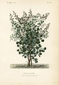 Indicus: Indian berry, fish berry or Levant nut, Anamirta cocculus