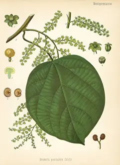 Indicus: Indian berry tree, Anamirta cocculus