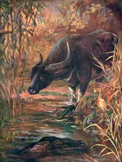Bubalis: INDIAN BUFFALO 1909