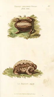 Rana: Indian burrowing frog and cape rain frog