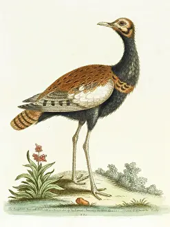 Bustard: The Indian bustard