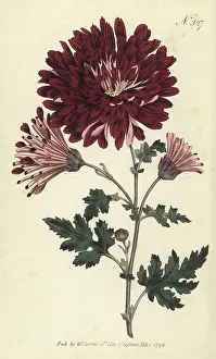 Kings Road: Indian chrysanthemum, Chrysanthemum indicum