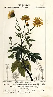 Mutabilis: Indian chrysanthemum, Chrysanthemum indicum
