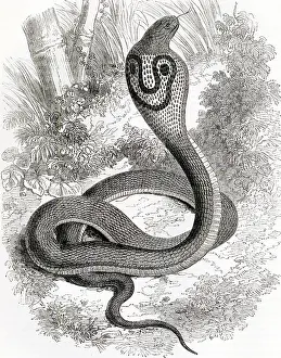 Cobras: Indian Cobra