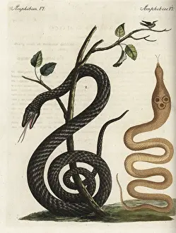 Anguis: Indian cobra and black snake