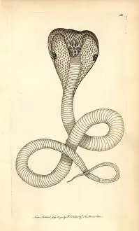 Naja: Indian cobra, Naja naja