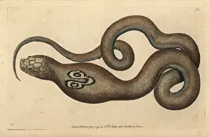 Naja: Indian cobra, spectacle snake or cobra de capello, Naja naja