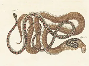 Engraved Plates: Indian cobra and unknown snake species