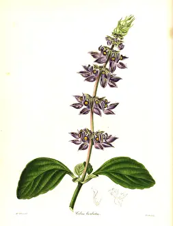 Barbatus: Indian coleus, Plectranthus barbatus