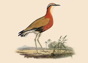 Lizars: Indian Courser, Cursorius coromandelicus