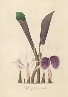 Ayurveda: Indian crocus, Kaempferia rotunda