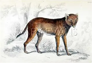 Dhole: INDIAN DHOLE