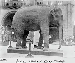 Bertie: Indian elephant, c.1898