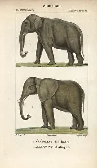 Jean Francois: Indian elephant, Elephas maximus indicus, and