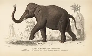 Dorbigny: Indian elephant, Elephas maximus indicus. Endangered