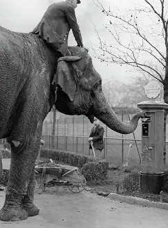 Ranee: The Indian Elephant Ranee throws a