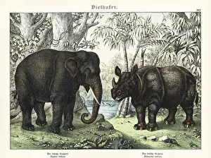 Naturgeschichte: Indian elephant and rhino