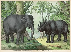 Tusks: Indian elephant and rhinoceros