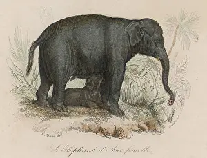 Suckling: Indian elephant suckling her calf