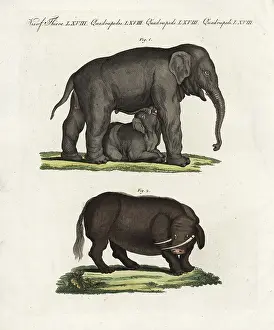 Suckling: Indian elephant and sukotyro