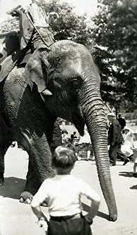 Indian elephant, Zoological Gardens, Regents Park, London