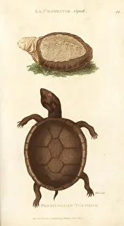 Pennsylvanian: Indian flap-shelled turtle and mud turtle