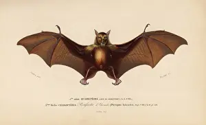 Giganteus: Indian flying fox or Indian fruit bat, Pteropus giganteus