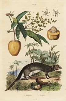 Mongoose: Indian grey mongoose and mango fruit
