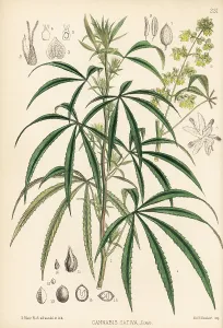 Narcotic: Indian hemp, marijuana, hashish or ganja, Cannabis sativa