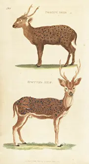 G. Kearsley: Indian hog deer (endangered) and chital