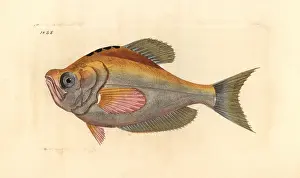 Indicus: Indian humphead, Kurtus indicus