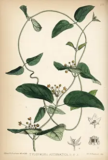Hanhart: Indian ipecacuanha or unta mool, Tylophora asthmatica