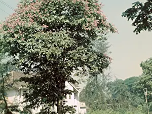 Laburnum: Indian laburnum - Rangoon
