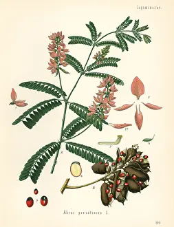 Licorice: Indian licorice, Abrus precatorius