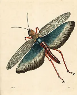 Welt: Indian locust, Gryllus indicus