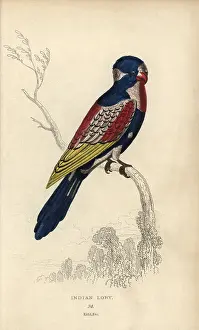 Lauder: Indian lory, Psittacus coccineus Possibly the