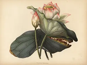 Speciosum: Indian lotus, Nelumbo nucifera