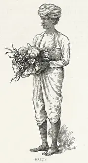 Punjab: INDIAN MALLI