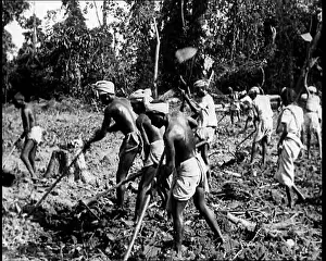 Tilling: Indian Men Tilling the Earth In Fields In British India