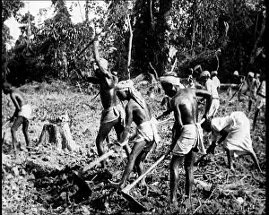 Tilling: Indian Men Tilling the Earth In Fields In British India