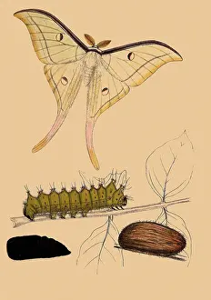 Luna: Indian Moon Moth