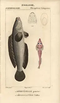 Jussieus: Indian murrel, Channa punctata, and clingfish