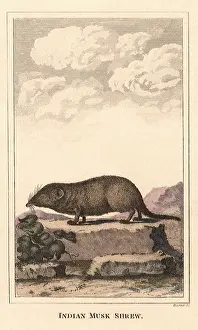 Shrew: Indian Musk Shrew
