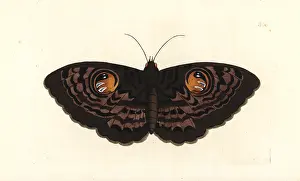 Phalaena: Indian owl moth, Erebus macrops