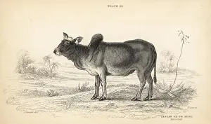 Primigenius: Indian ox or zebu, Bos primigenius indicus