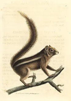 Palmarum: Indian palm squirrel, Funambulus palmarum
