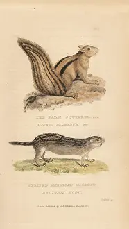 Arctomys: Indian palm squirrel (Funambulus palmarum
