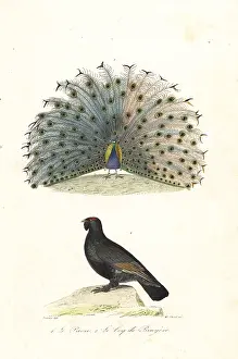 Achille Richard: Indian peafowl and western capercaillie